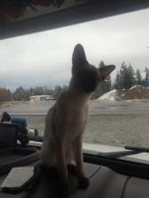 10675587_848234088550960_5543457641633667686_n