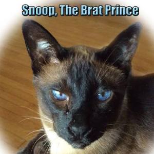 10734083_889334987767200_5201651873939431735_n