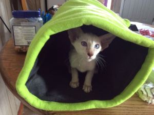 10987384_10202290103574263_3552142050052012240_n