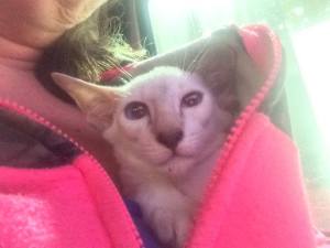 10991410_932528016781230_3124253825751741567_n